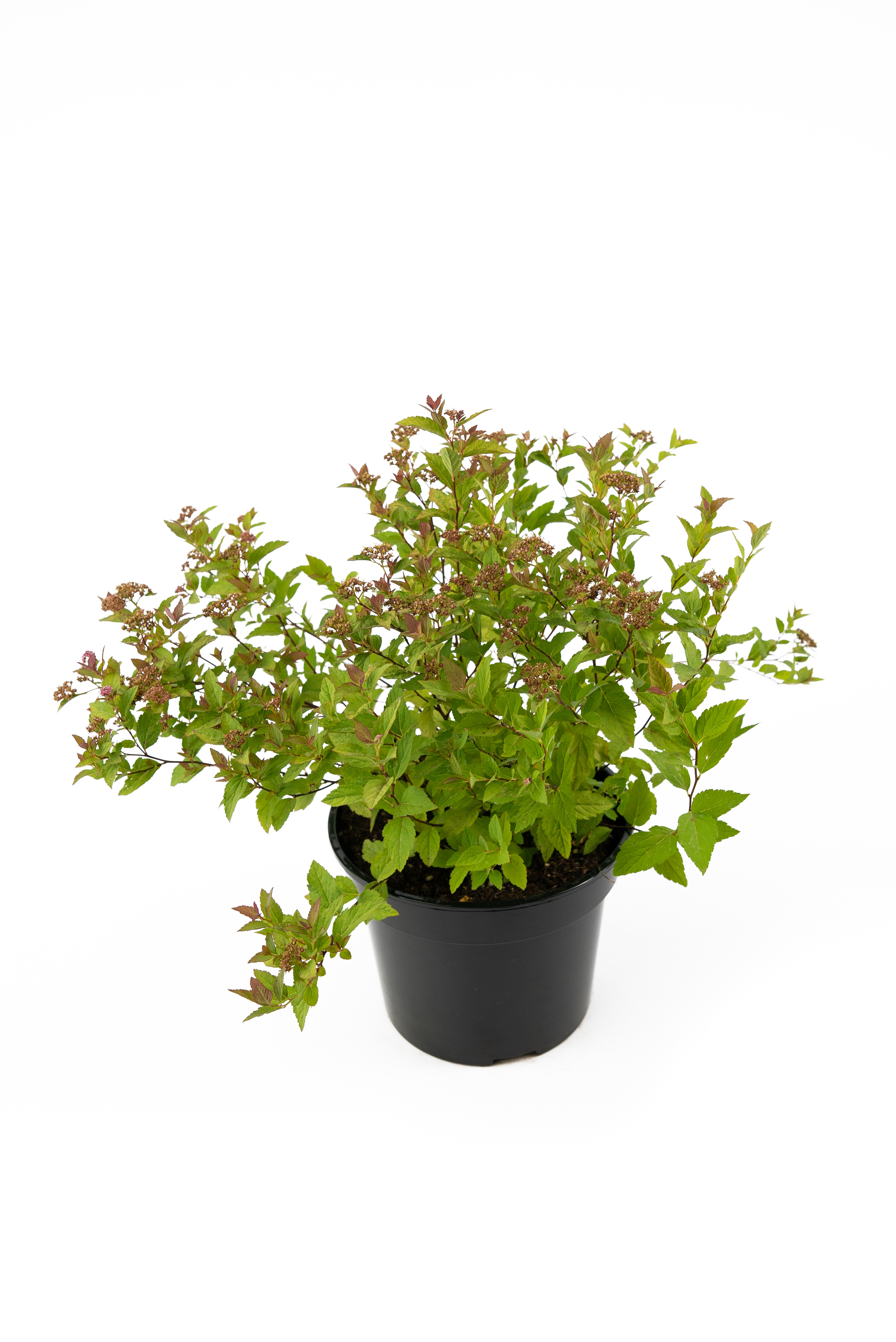 Изображение товара Спирея японская Мэджик Карпет - декоративно-цветущий кустарник высотой 40 см Изображение товара Спирея японская Мэджик Карпет - декоративно-цветущий кустарник высотой 40 см