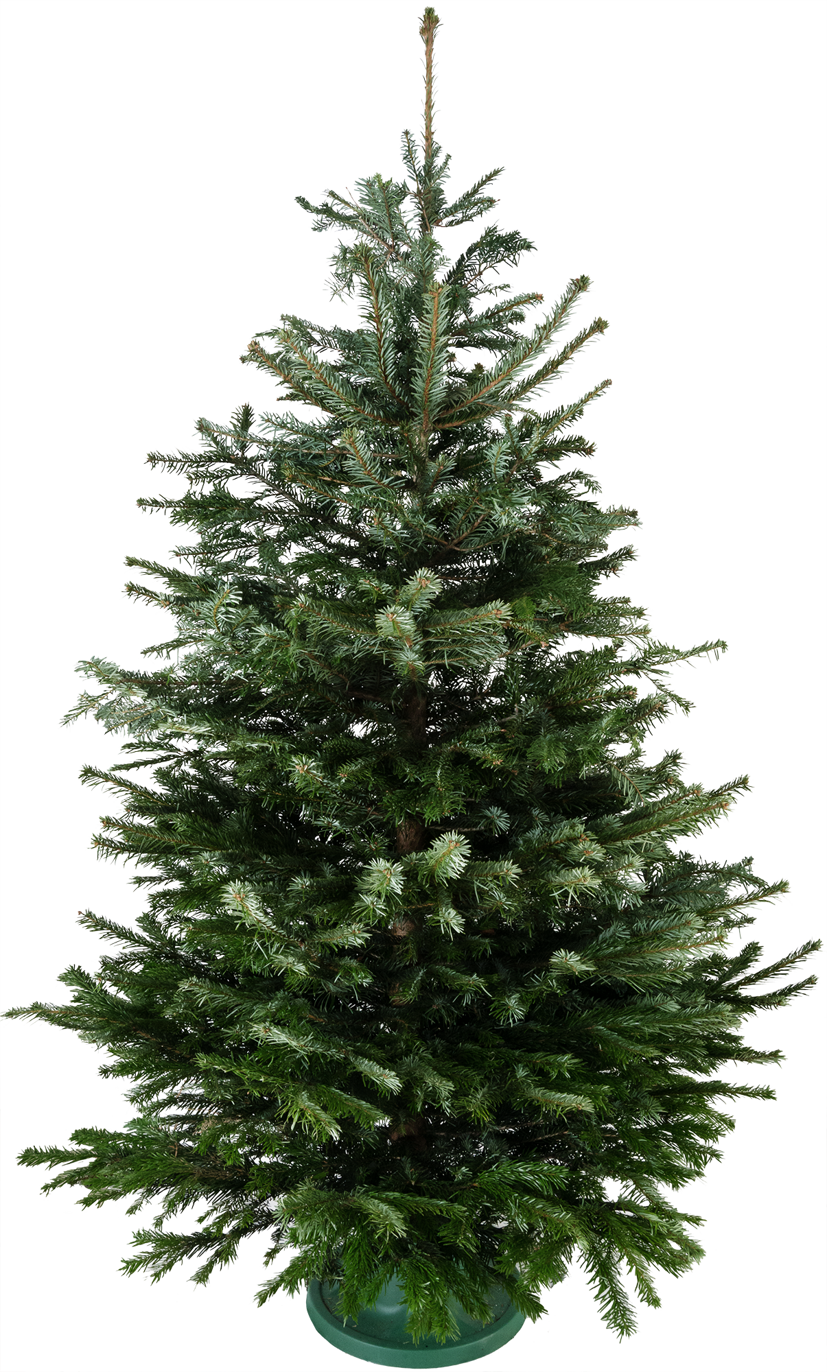 Изображение товара Пихта Нордмана комфорт h200-250 см