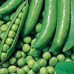 Изображение товара Семена Горох Динга Agroni, 5г