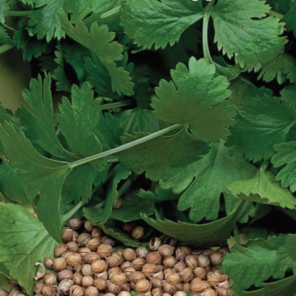 Изображение товара Семена Кориандр Бородинский Agroni