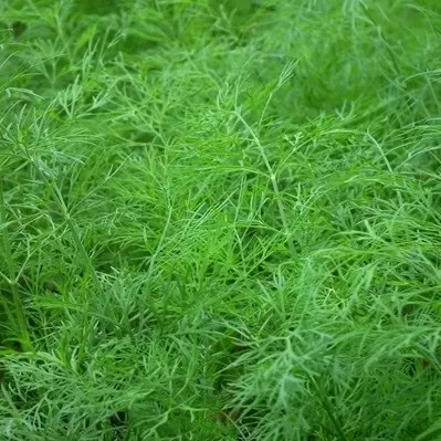 Семена Укроп Атаман