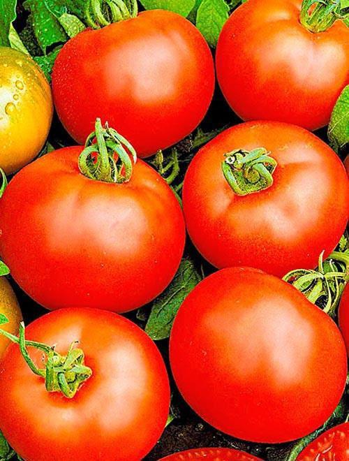 Изображение товара Семена овощей Agroni томат Белый налив