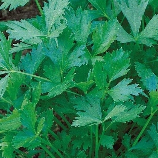 Изображение товара Семена Петрушка Богатырь Agroni Изображение товара Семена Петрушка Богатырь Agroni