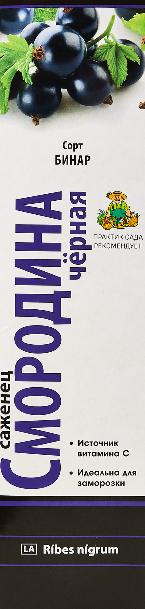 Смородина черная Бинар короб h35 см ️ купить по цене 270 ₽/шт. в Москве ...