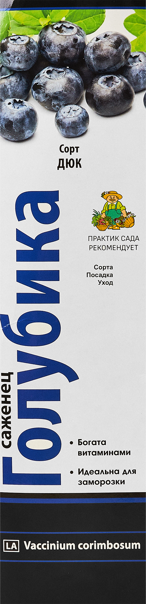 Изображение товара Голубика высокорослая Дюк - крупные ягоды, высокая урожайность