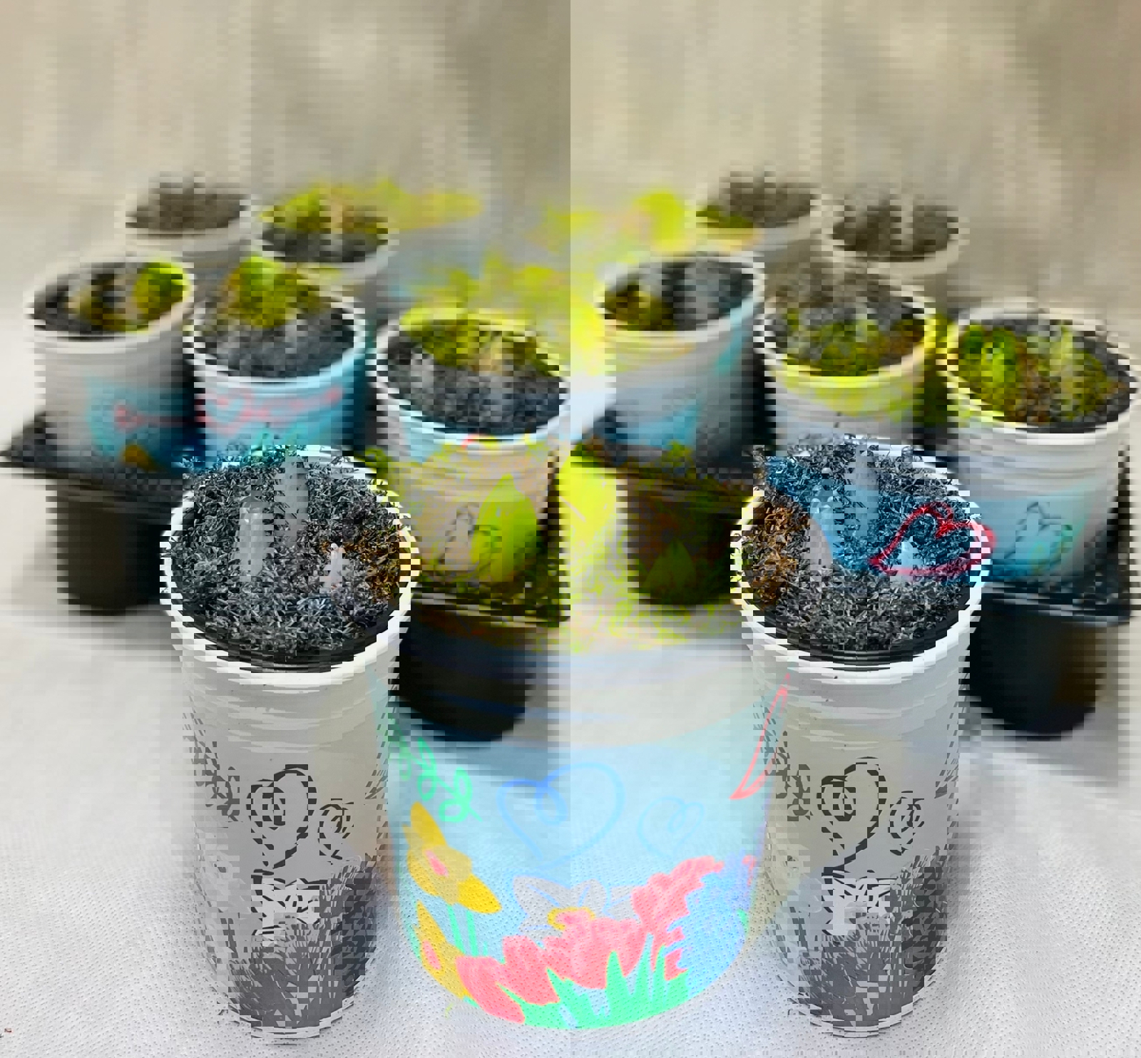 Изображение товара Гиацинт Микс 3 шт в горшке ø12 см, 10-20 см