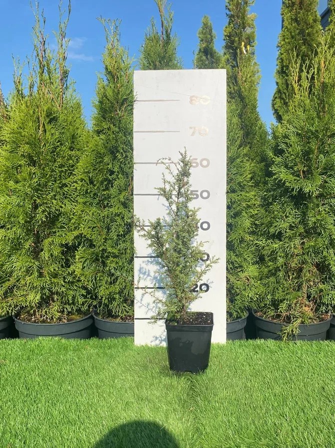 Можжевельник Сентинел h20 - 40 см ️ купить по цене 1078 ₽/шт. в ...