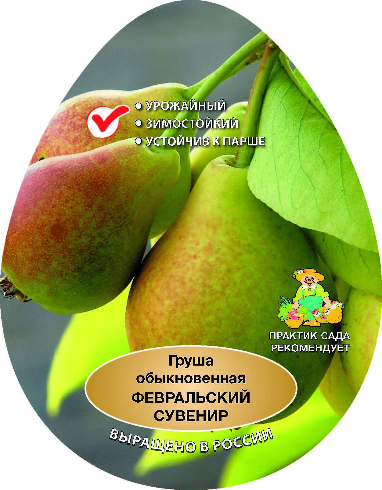 Изображение товара Груша Февральский сувенир - морозоустойчивая и урожайная