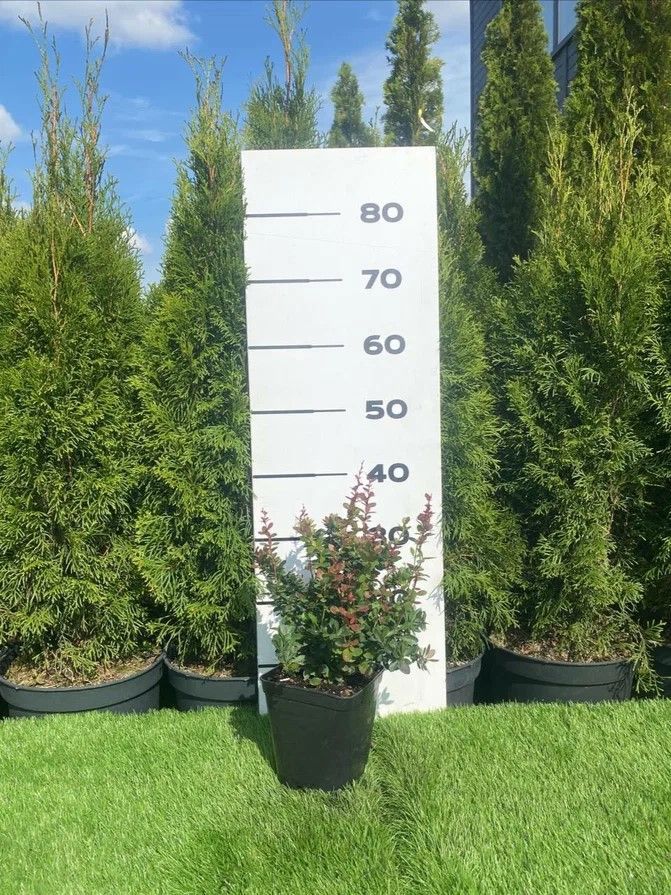 Изображение товара Барбарис самшитолистный Нана h20 - 40 см