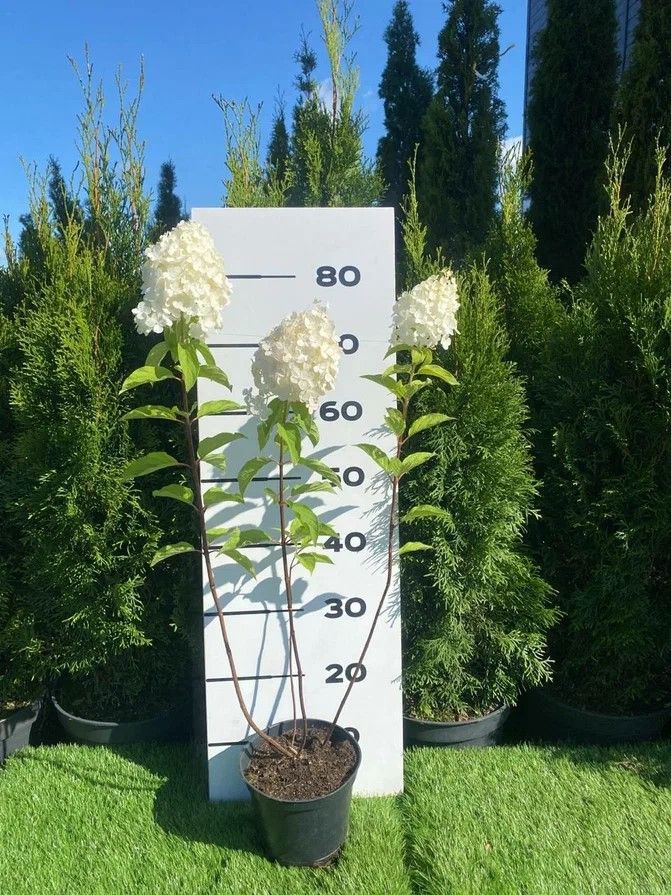 Изображение товара Гортензия Полар Беар 80 см, декоративный кустарник с яркими соцветиями Изображение товара Гортензия Полар Беар 80 см, декоративный кустарник с яркими соцветиями