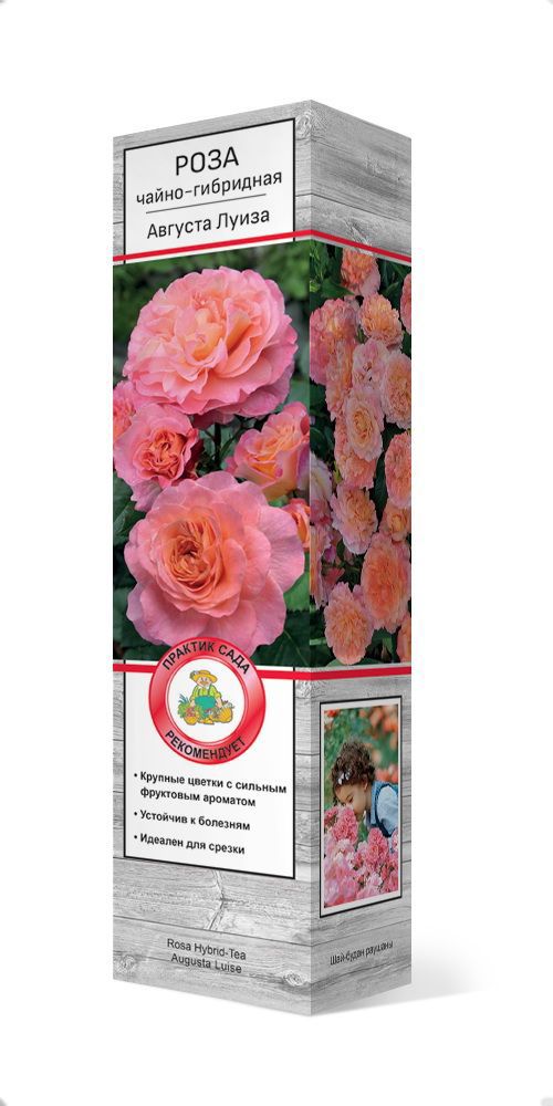 Изображение товара Роза чайно-гибридная Августа Луиза ø5 h35 см Изображение товара Роза чайно-гибридная Августа Луиза ø5 h35 см