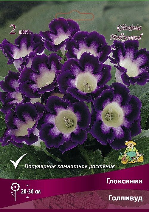 Изображение товара Глоксиния Голливуд - яркое цветущее комнатное растение с разноцветными цветками Изображение товара Глоксиния Голливуд - яркое цветущее комнатное растение с разноцветными цветками