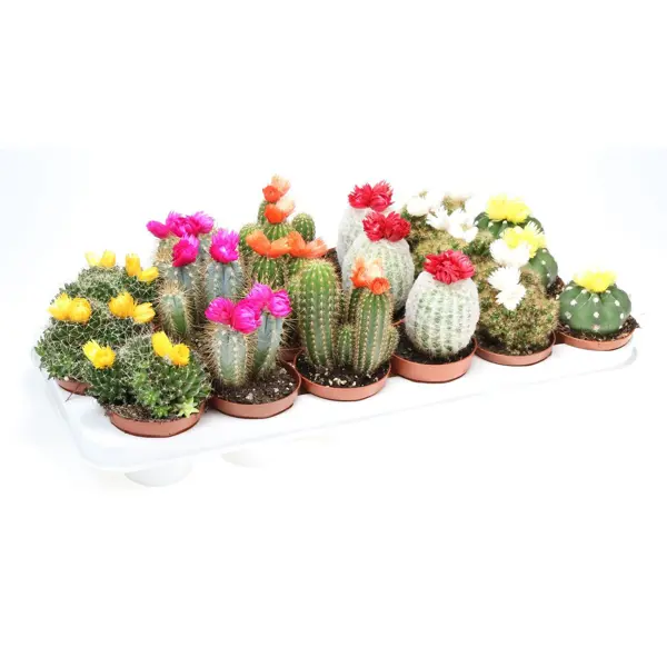 Кактус микс с сухими цветами ø8.5 h10 см