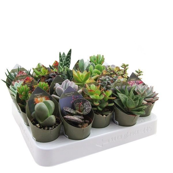 Суккуленты микс ø5.5 h8 см ️ купить по цене 255 ₽/шт. в Москве с ...