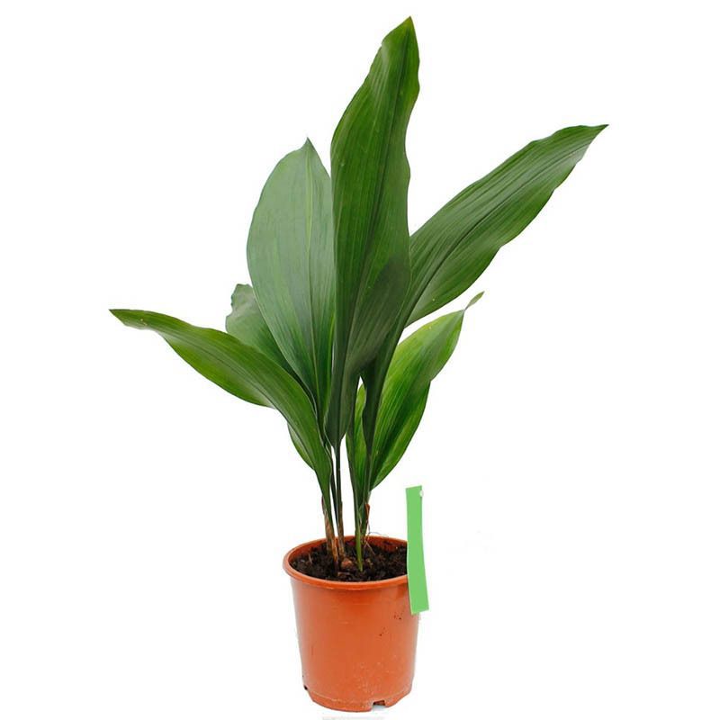 Изображение товара Аспидистра Элатиор ø19 h95 см