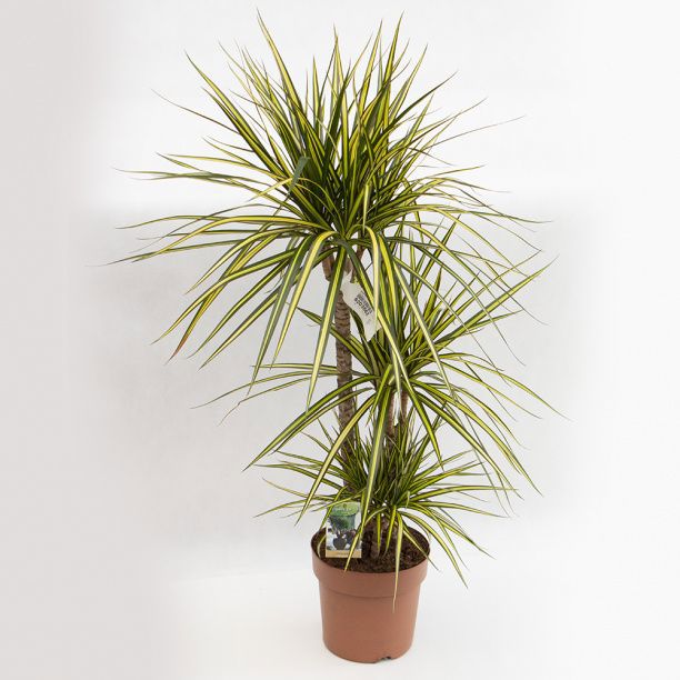 Изображение товара Драцена Санрей 3 ствола ø21 h110 см