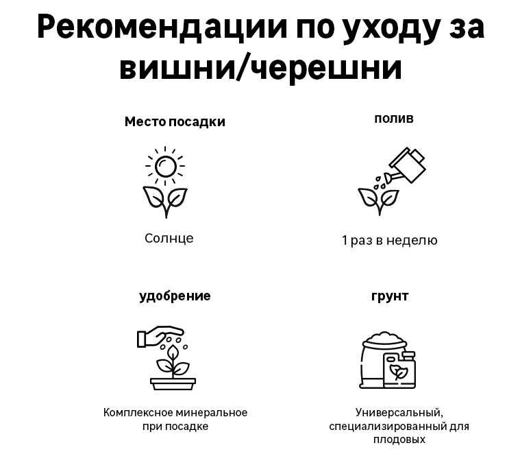 Изображение товара Черешня Дерево-сад Приусадебная/Мичуринка/Ревна h150 см Изображение товара Черешня Дерево-сад Приусадебная/Мичуринка/Ревна h150 см