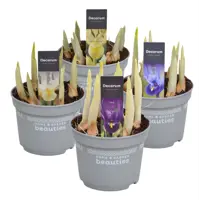 Изображение товара Ирис сибирский Geolia Хау Одейшс - декоративное многолетнее цветущее растение 10-15 см