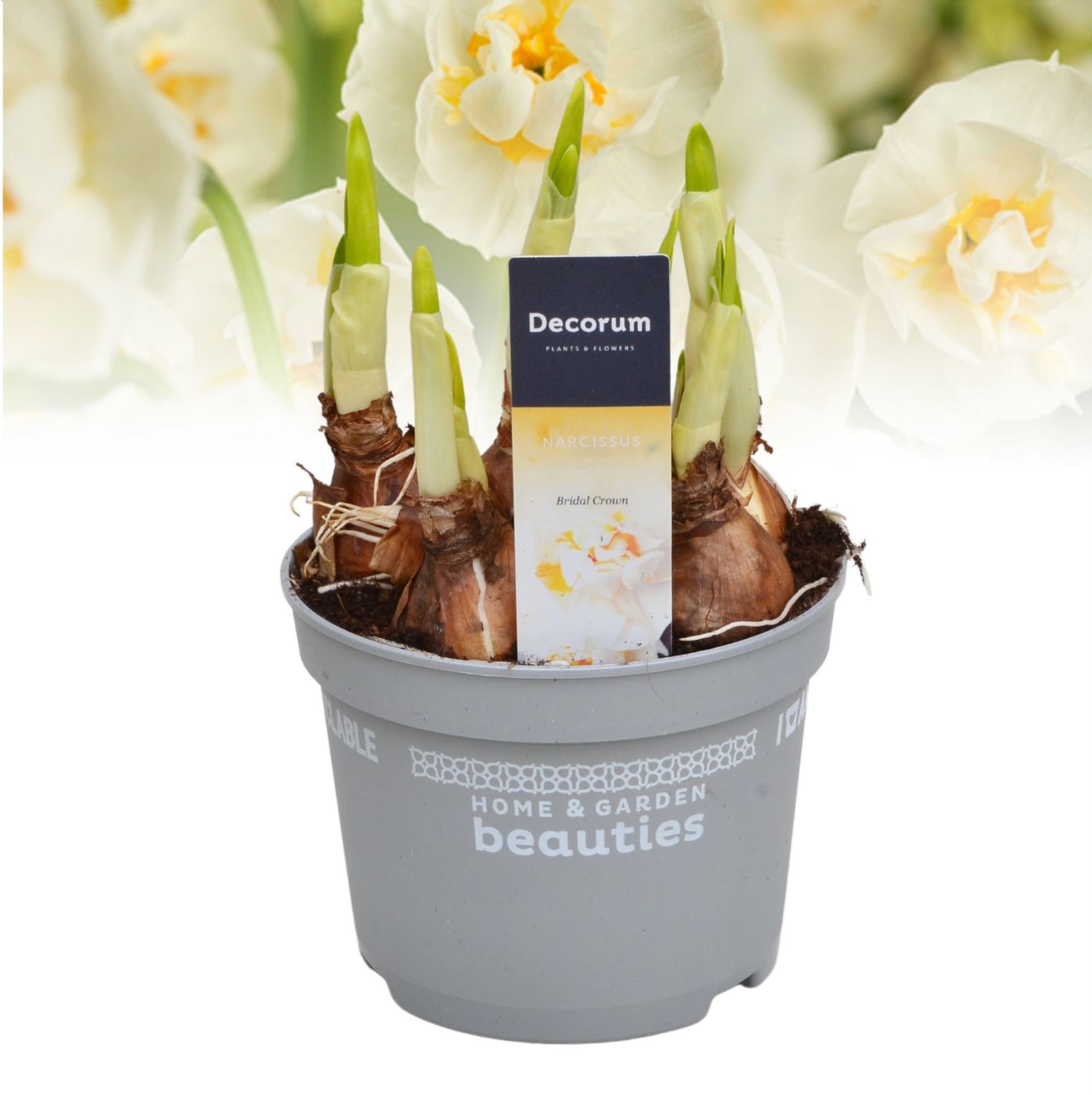 Изображение товара Нарцисс Брайдл Краун ø12 h10 - 15 см
