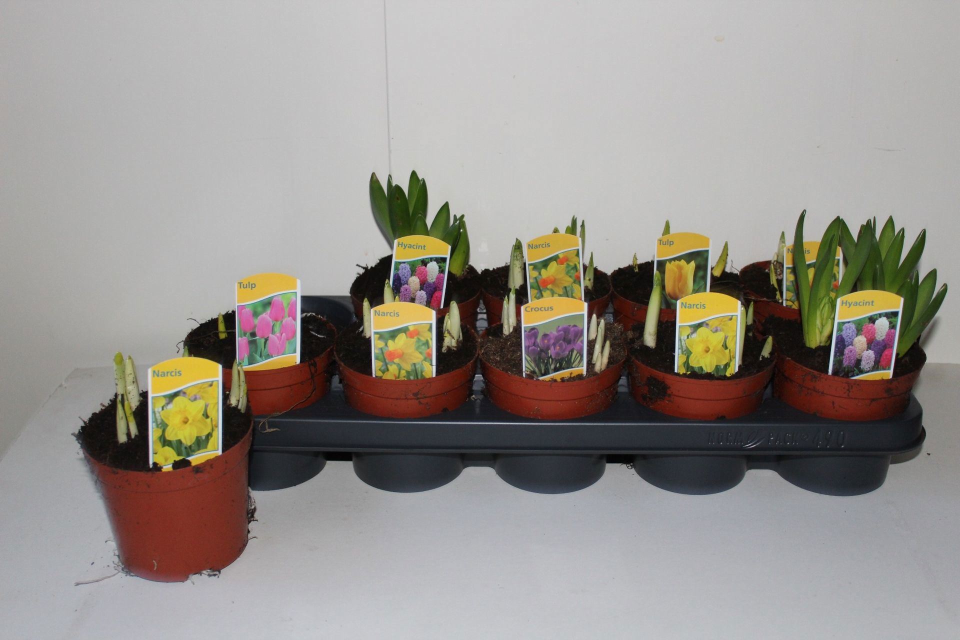 Изображение товара Луковичный микс ø12 h10 - 15 см