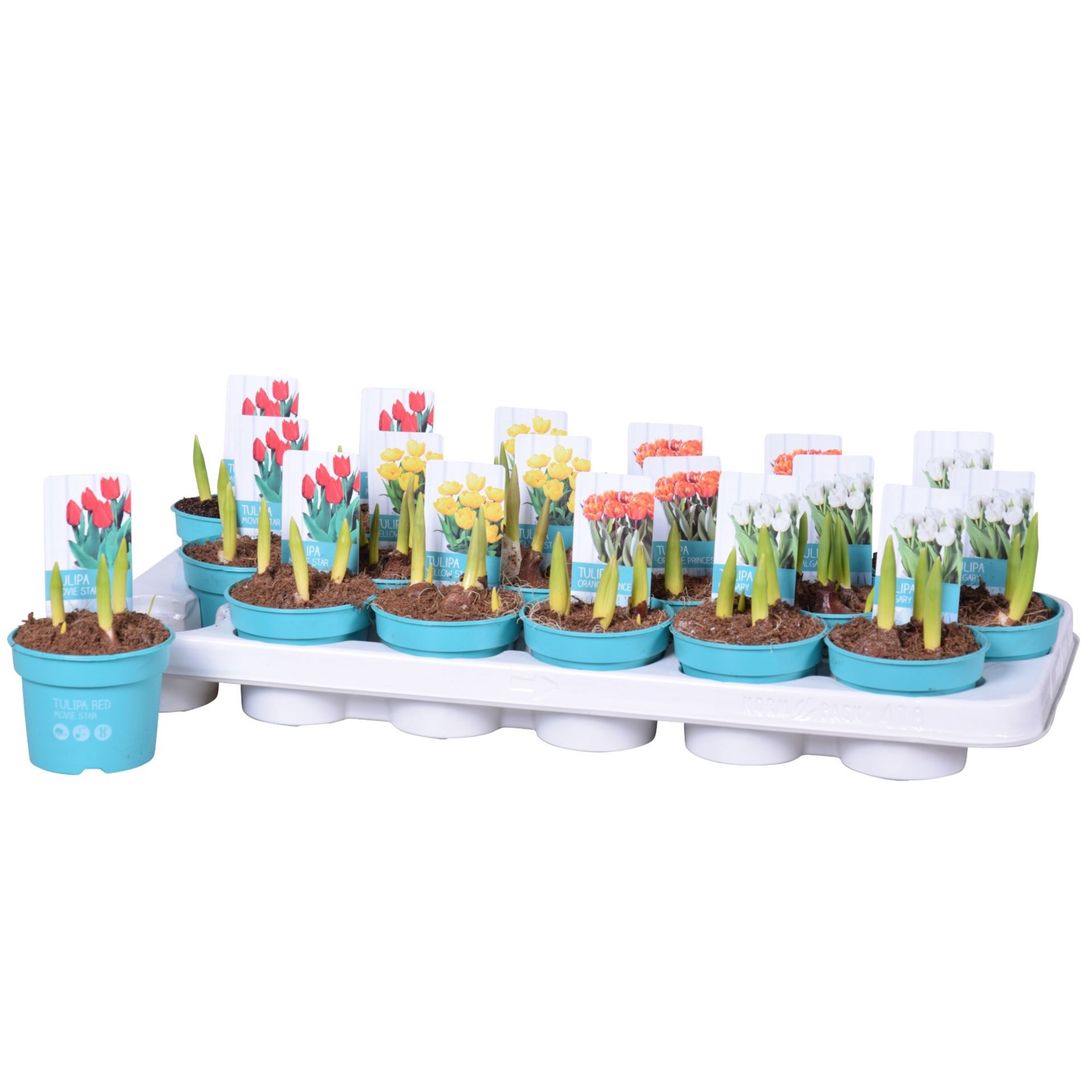 Изображение товара Тюльпан ø9 h15 - 20 см