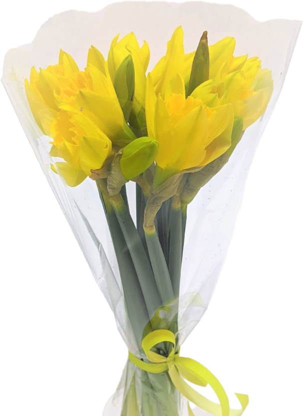 Изображение товара Букет Нарцисс 25-35 см 15 шт