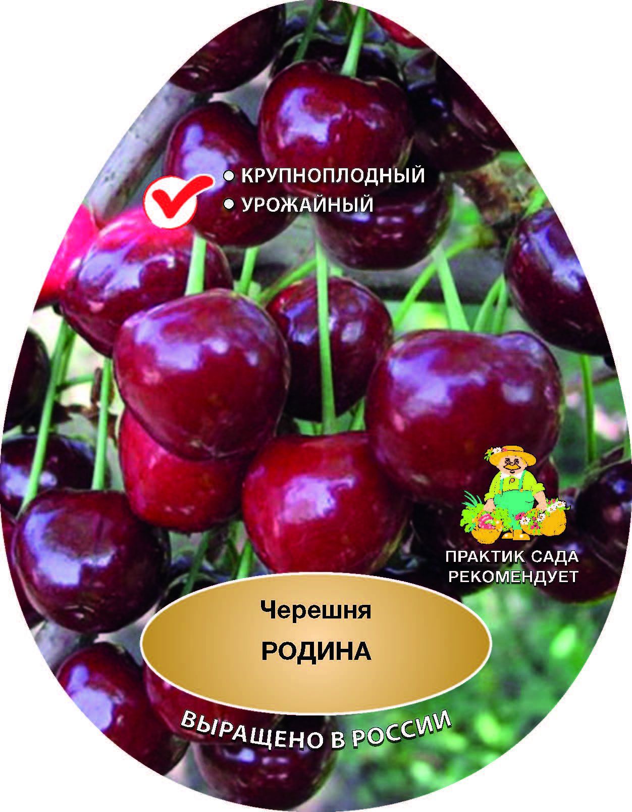 Изображение товара Черешня Родина - позднее созревание, высокая урожайность, компактное дерево