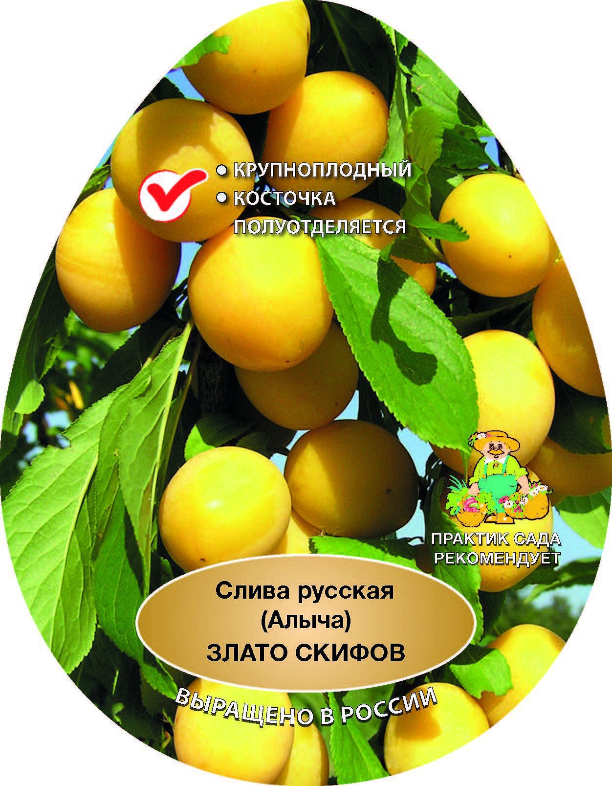 Изображение товара Слива русская Злато скифов сетка h150 см