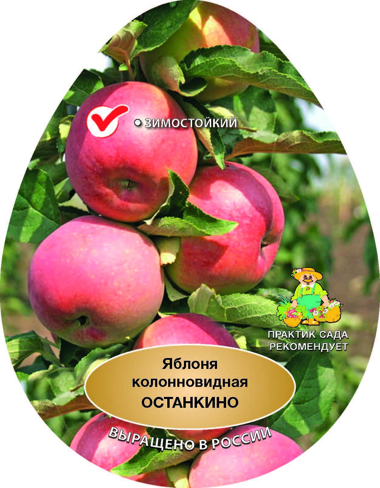 Изображение товара Яблоня колончатая Останкино сетка h150 см