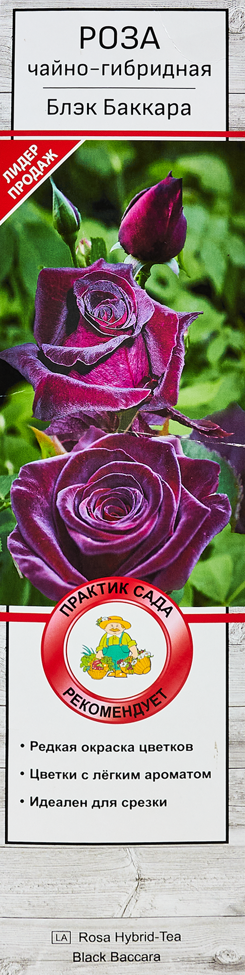Изображение товара Розы чайно-гибридные «Блэк Баккара» Изображение товара Розы чайно-гибридные «Блэк Баккара»