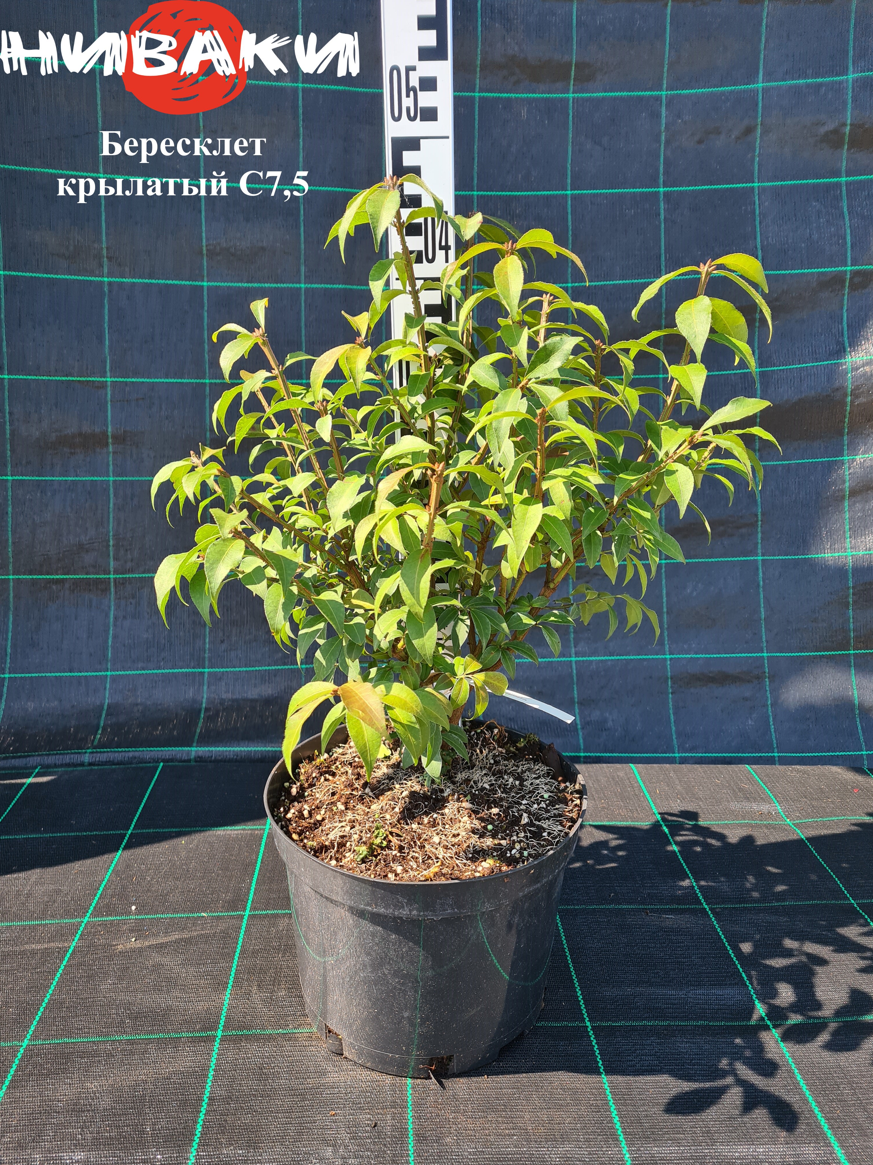 Изображение товара Бересклет крылатый ø50 h40 - 60 см