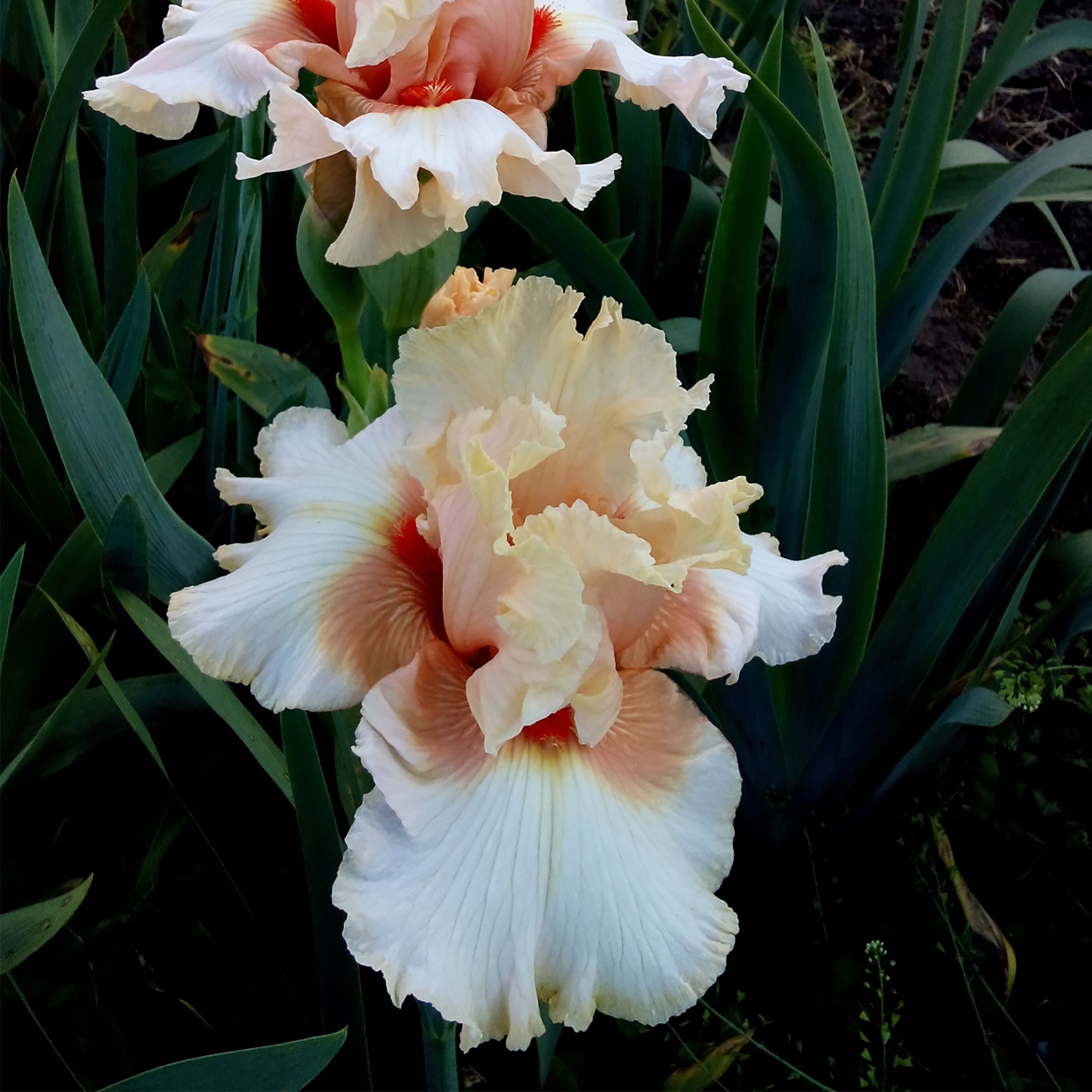 Изображение товара Ирис бородатый в горшке 15 см, Микс сортов — декоративные цветы