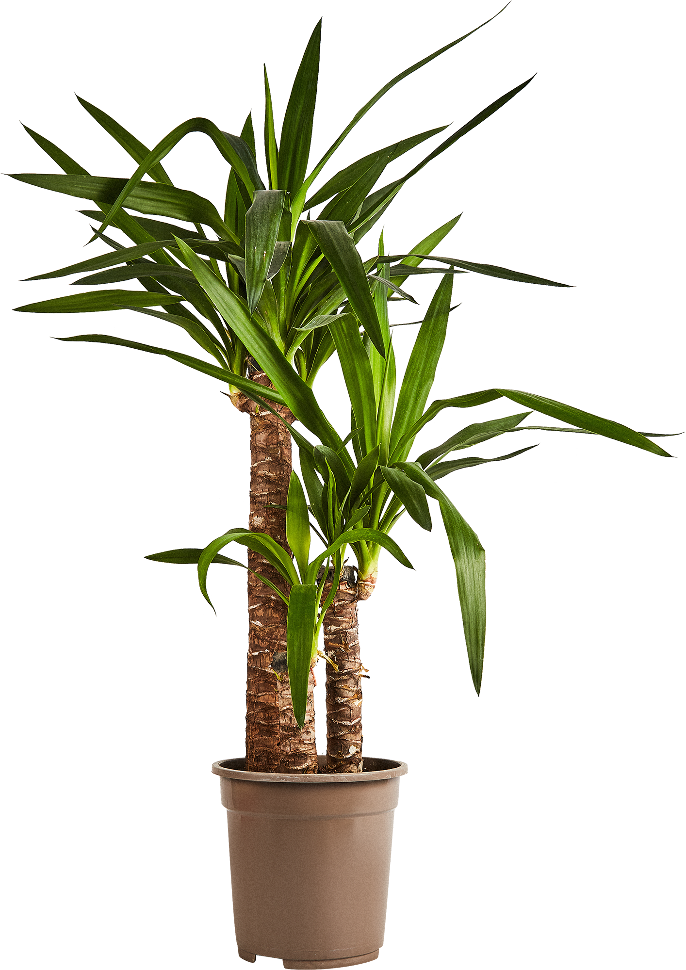 Изображение товара Юкка ø21 h90 см