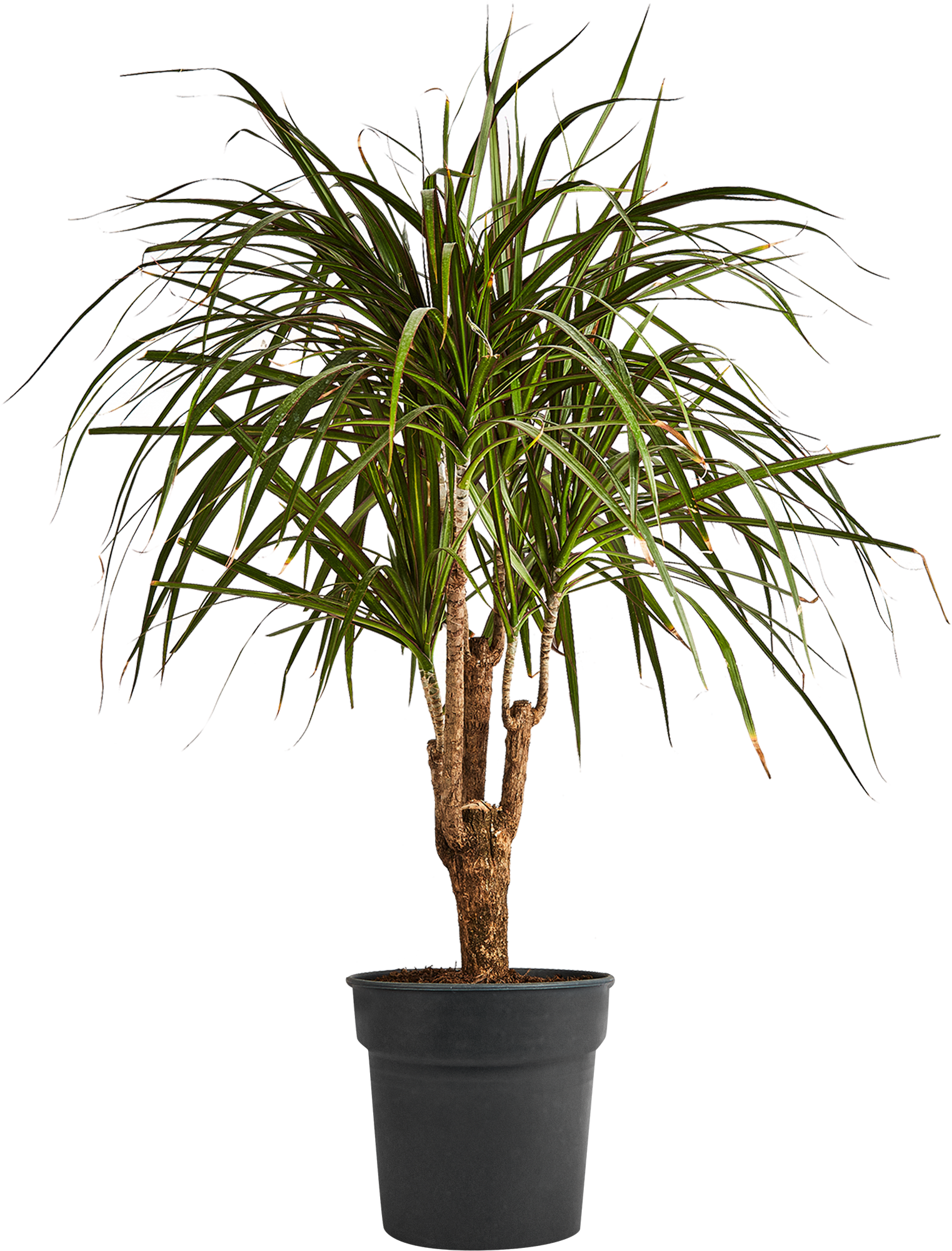 Изображение товара Драцена Гавайская ø24 h90-110 см