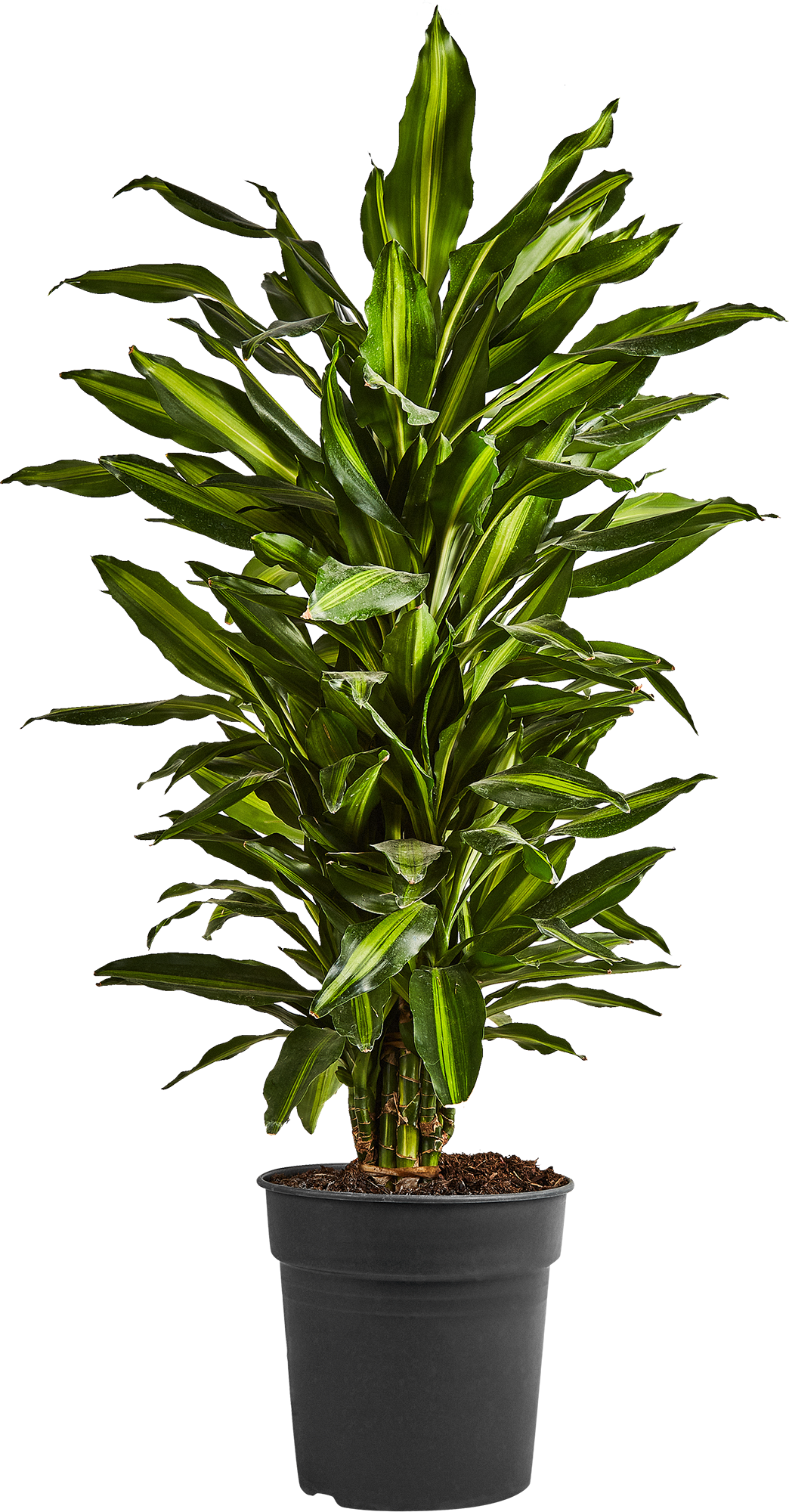 Изображение товара Драцена Джанет Линд ø24 h90-110 см