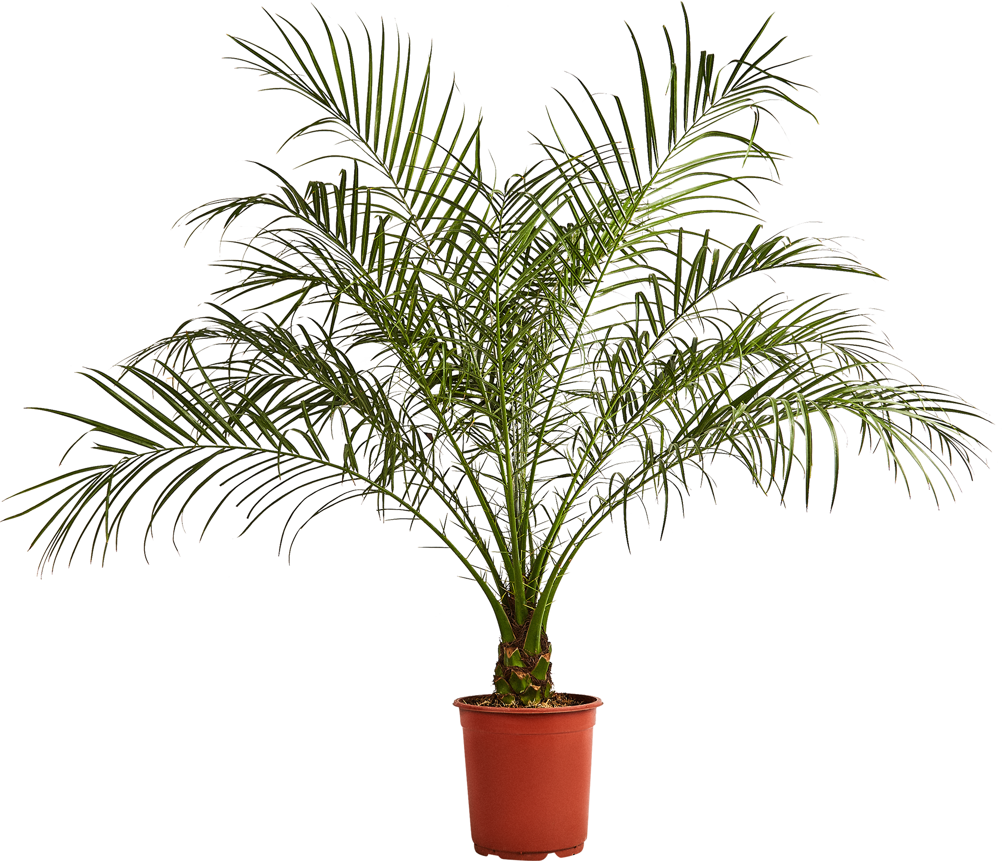 Изображение товара Финик Робелини ø24 h95-110 см