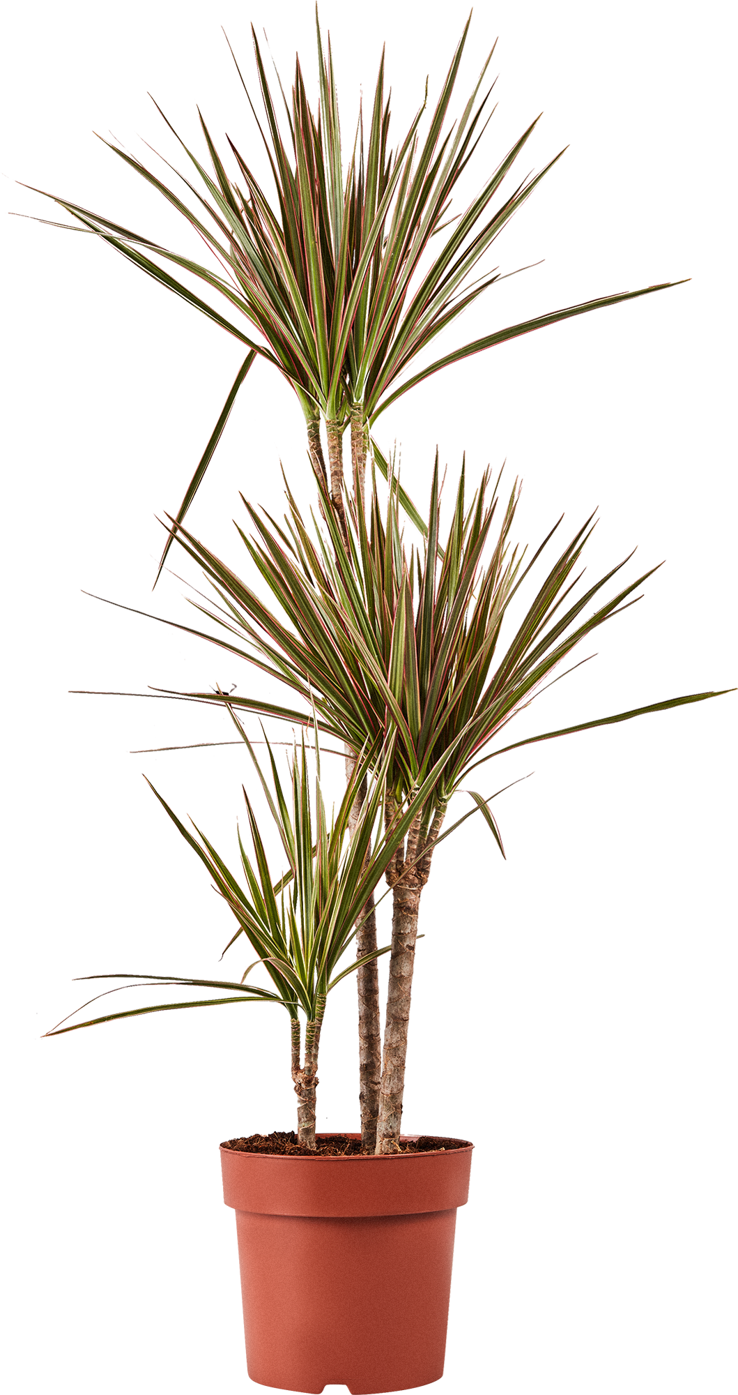 Изображение товара Драцена Биколор ø21 h95 см