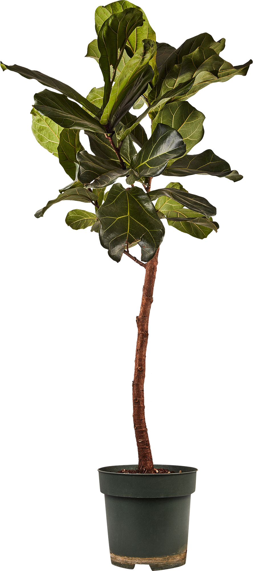 Изображение товара Фикус Лирата ствол ø27 h125 см