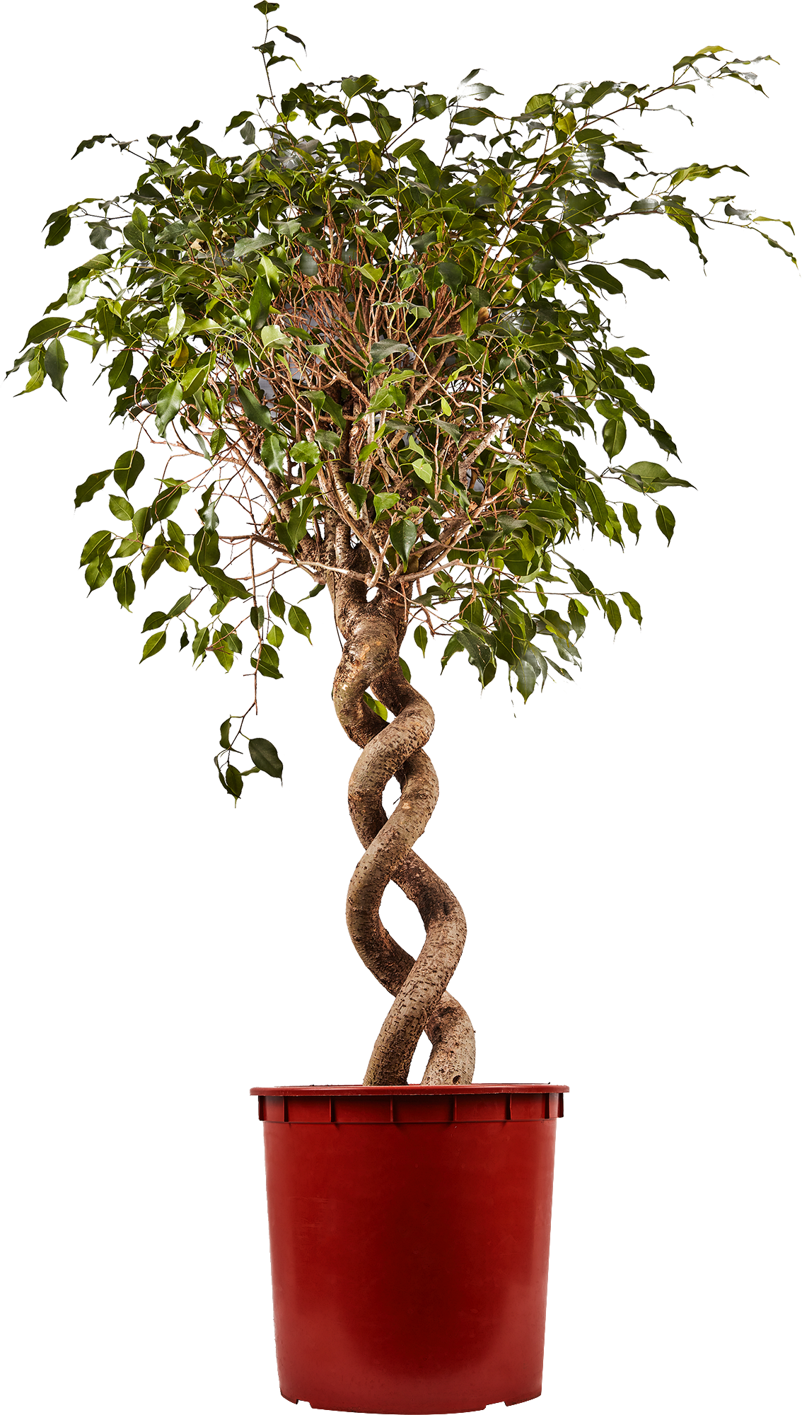 Изображение товара Фикус Бенджамина ø40 h155 см Изображение товара Фикус Бенджамина ø40 h155 см