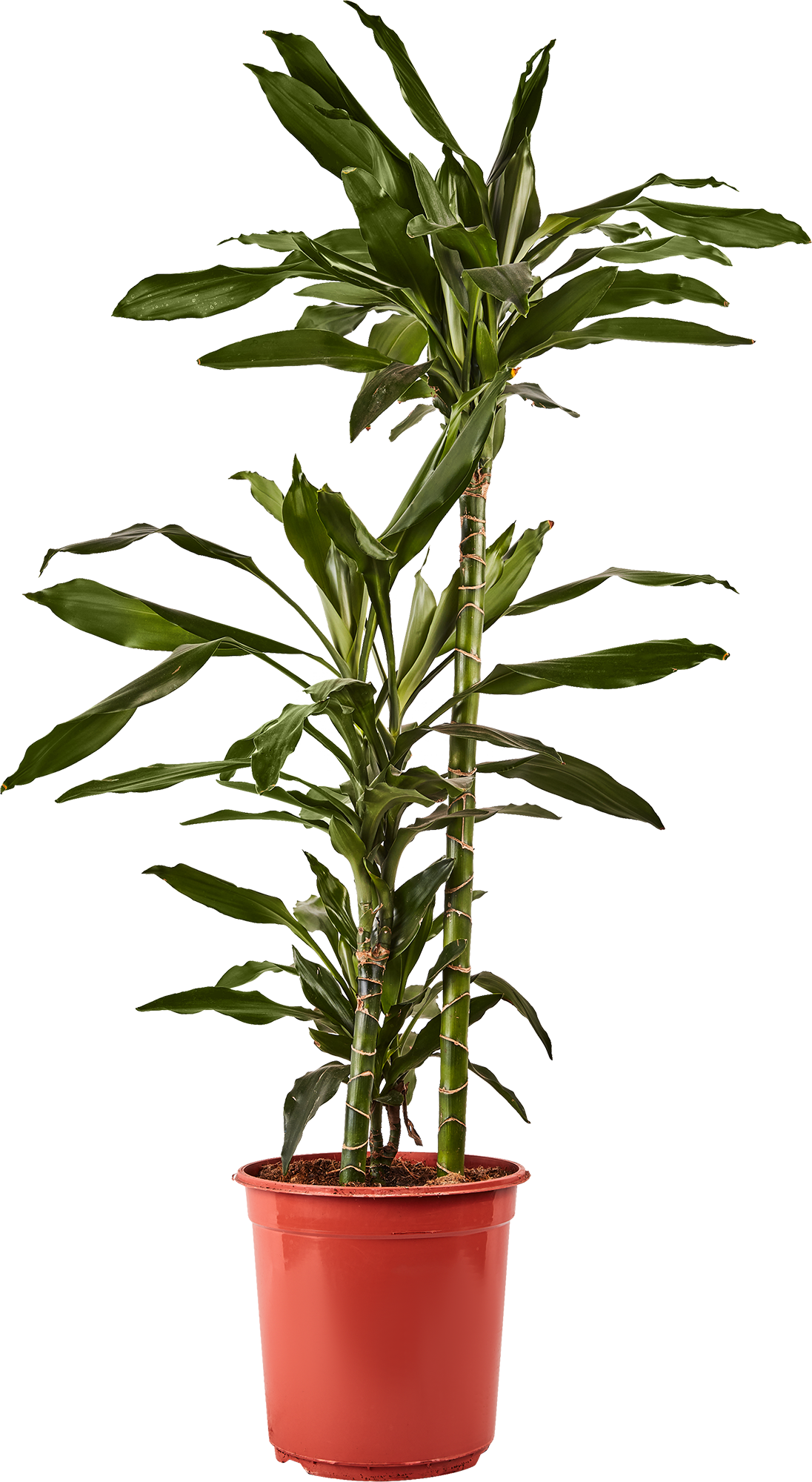 Изображение товара Драцена Блэк Джек 3рр ø24 h110 см