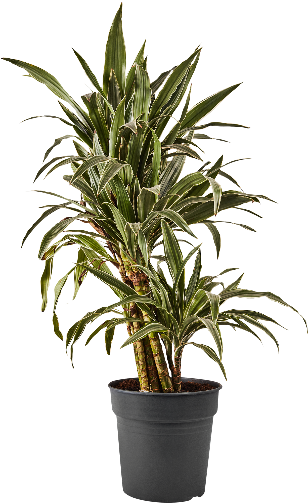 Изображение товара Драцена Варнеки бранч ø27 h85 см