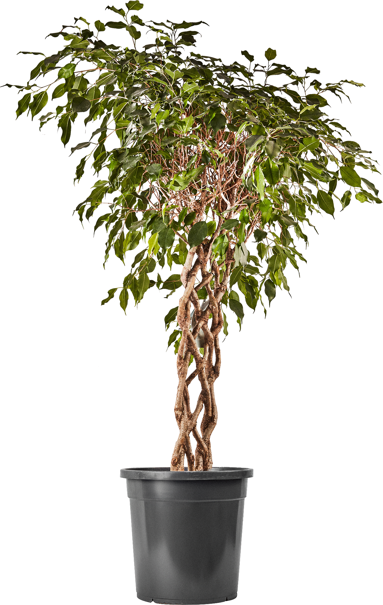 Изображение товара Фикус Бенджамина плетенный ø30 h130 см Росток