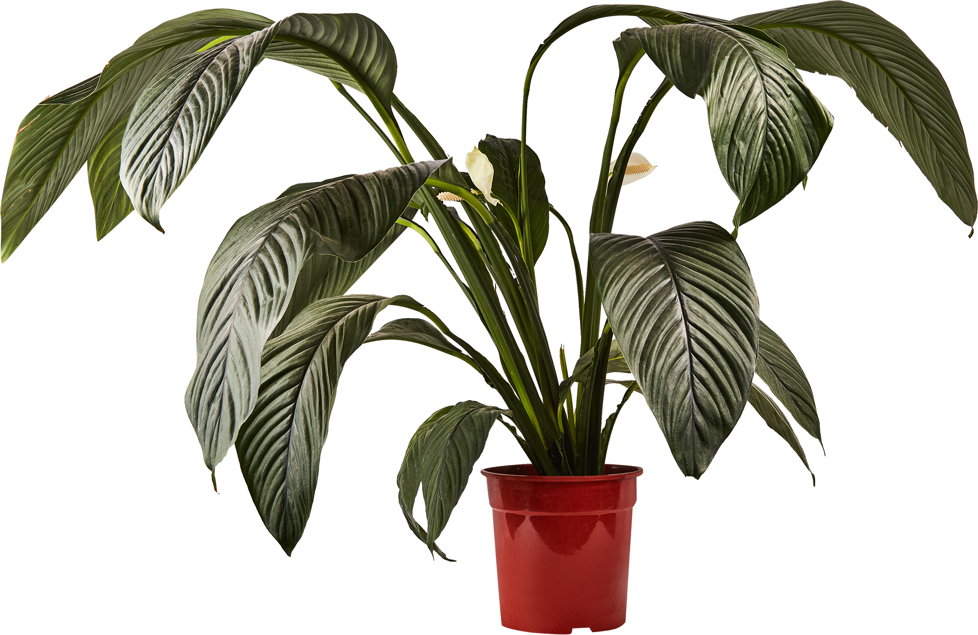 Изображение товара Спатифиллум сенсация ø24 h140 см Росток