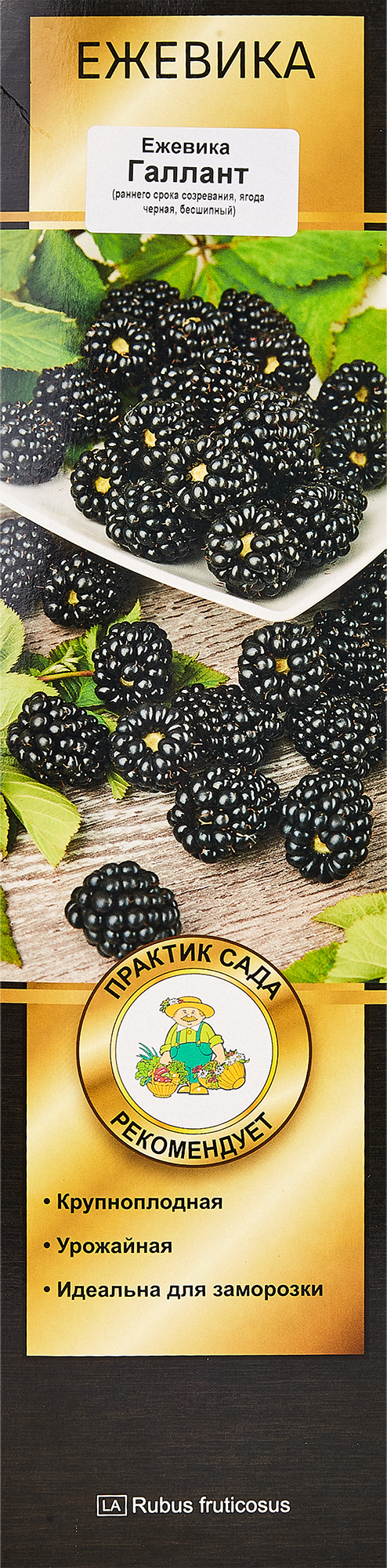 Изображение товара Ежевика Галлант короб h35 см