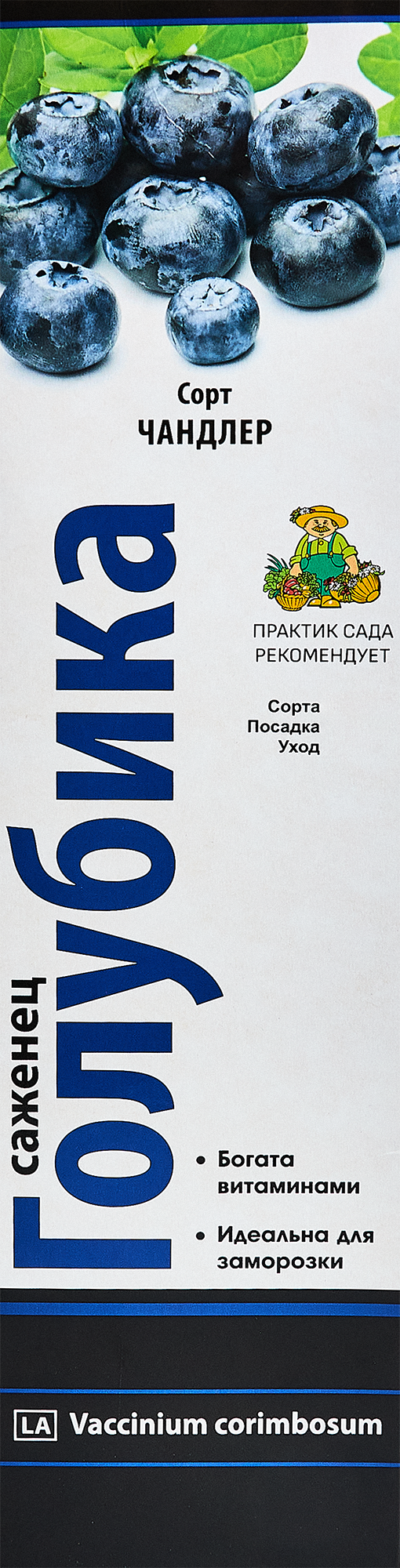 Изображение товара Голубика высокорослая Чандлер - крупные ягоды, высокая урожайность