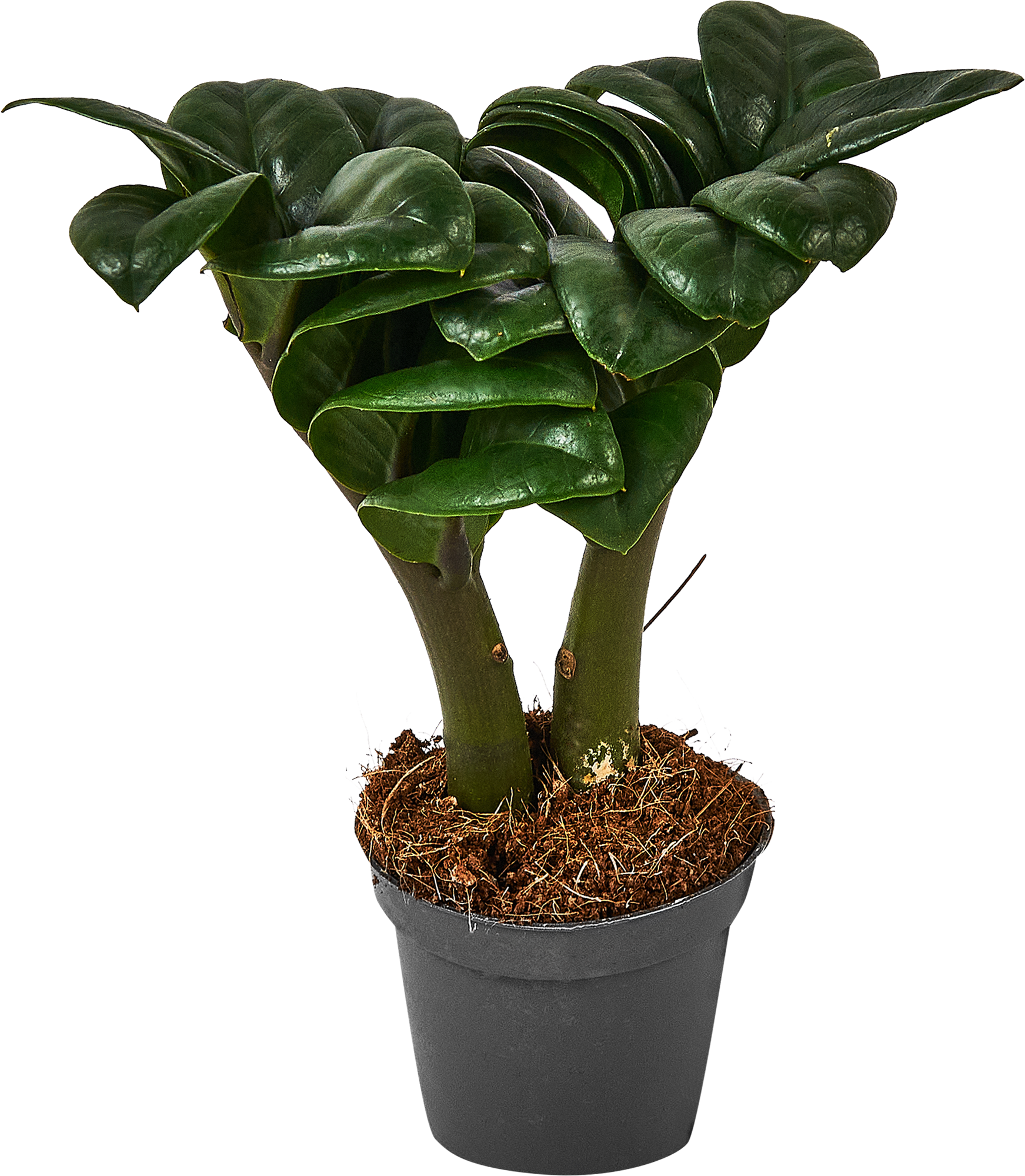 Замиокулькас Зензи ø6 h18 см ✳️ купить по цене 777 ₽ в Москве с