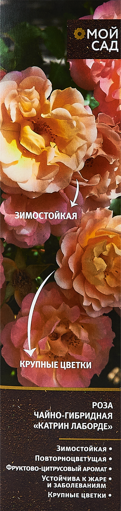 Изображение товара Роза чайно-гибридная микс ø9.2 h36 см