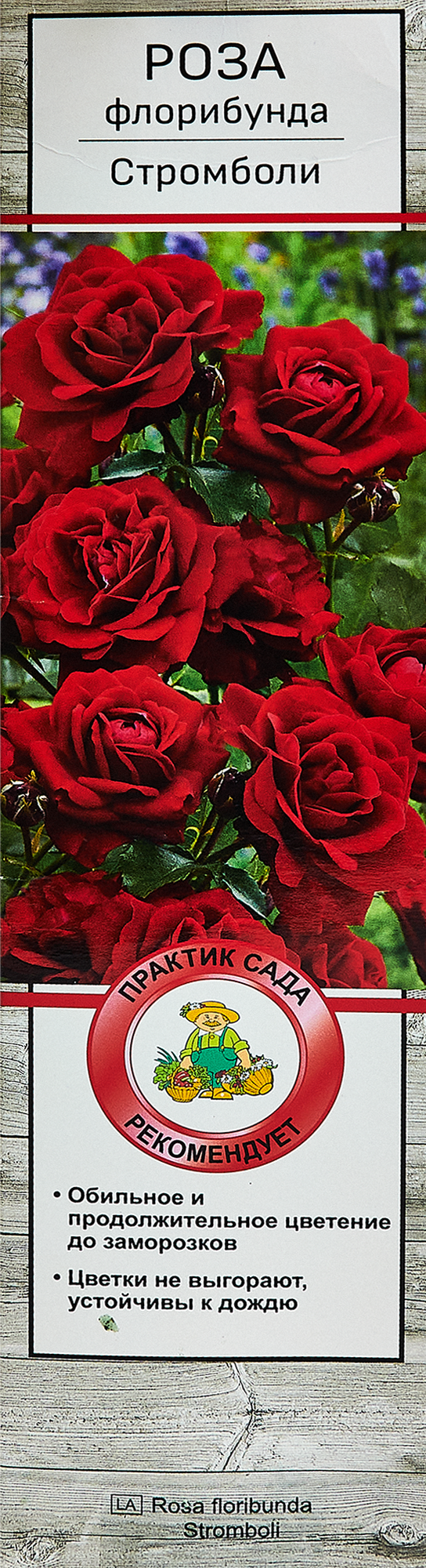 Изображение товара Роза флорибунда Стромболи ø5 h35 см
