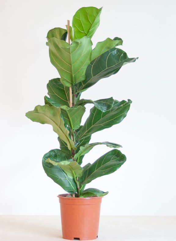 Изображение товара Фикус Лирата ø22 h70 см