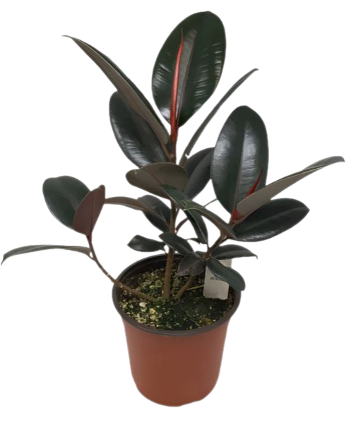 Изображение товара Фикус Бургунди ø29 h70 см